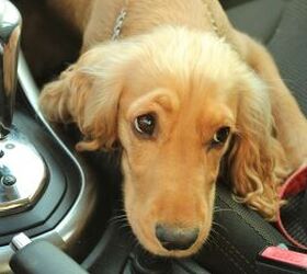 spotted a dog locked in a hot car here s what to do next