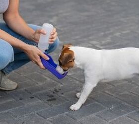 spotted a dog locked in a hot car here s what to do next