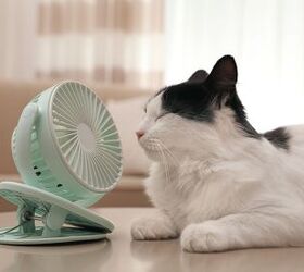 heat stroke in cats symptoms treatment and prevention tips, New Africa Shutterstock