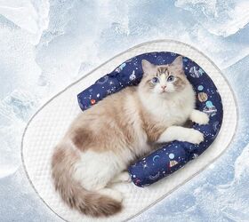 heat stroke in cats symptoms treatment and prevention tips