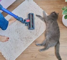 a simple weekly cleaning routine for pet owners, Image via Canva
