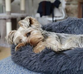 a simple weekly cleaning routine for pet owners, Image via Canva