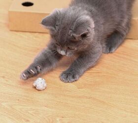 3 Easy DIY Cat Toys Your Feline Friend Will Love