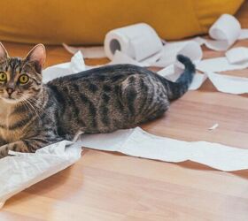 3 easy diy cat toys your feline friend will love