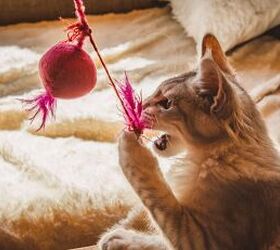 3 easy diy cat toys your feline friend will love