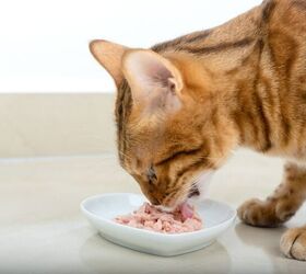 a simple weekly cleaning routine for pet owners, Image via Canva