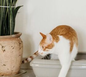 a simple weekly cleaning routine for pet owners, Image via Canva