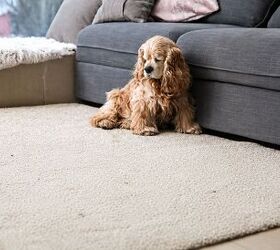 a simple weekly cleaning routine for pet owners, Image via Canva