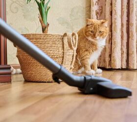 a simple weekly cleaning routine for pet owners, Image via Canva