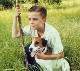 10 unforgettable live action dogs from the 2000s onward, Image Wig Wag