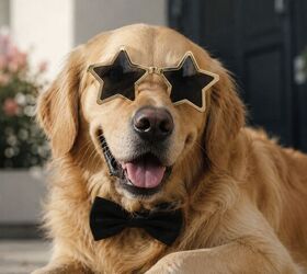 10 Unforgettable Live-Action Dogs From the 2000s Onward