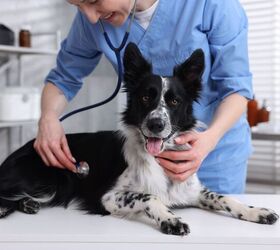 pet parents are delaying vet care because of high costs, New Africa Shutterstock