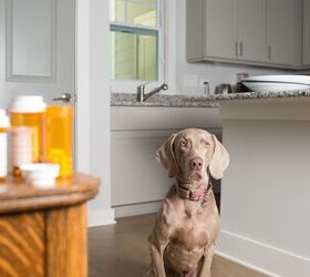 u s pet parents can now get their pets prescriptions at cvs, Laura Beach Shutterstock