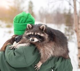 Raccoon Jimothy's Short Spine Syndrome Can Also Occur in Dogs