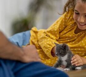 New Kitten Checklist: Everything You Need Before They Arrive