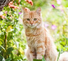 Common Summer Flowers That Are Toxic for Cats