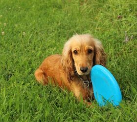 Could Your Pet Be Ingesting Microplastics Without You Realizing?