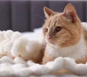 could your pet be eating microplastics without you knowing