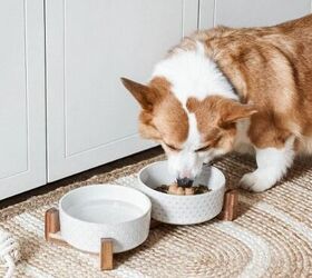 could your pet be eating microplastics without you knowing, LE TAUCI Dog Bowl Set image via Amazon