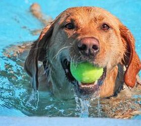 is your dog getting enough exercise here s how to tell