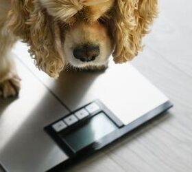 is your dog getting enough exercise here s how to tell