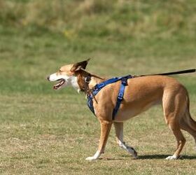 is your dog getting enough exercise here s how to tell