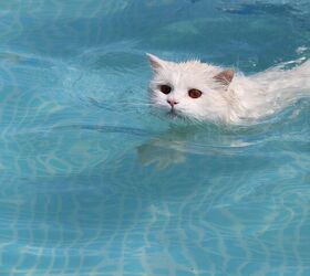 can cats swimand should you let your cat go swimming, Irina Kovynyova Shutterstock