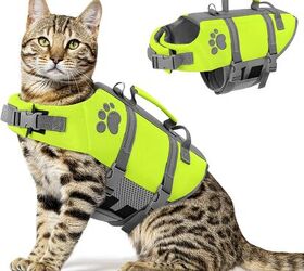 can cats swimand should you let your cat go swimming