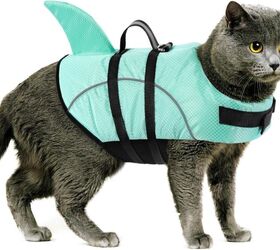 can cats swimand should you let your cat go swimming