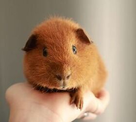 8 Common Mistakes New Guinea Pig Owners Make