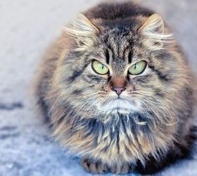 Cat Won't Let You Pick Them Up? No Problem!