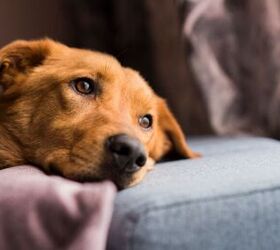 A Practical Guide to Dogs With Sensitive Stomachs 