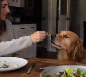 a practical guide to dogs with sensitive stomachs