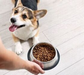 a practical guide to dogs with sensitive stomachs, Image via Canva