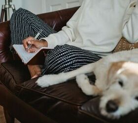 a practical guide to dogs with sensitive stomachs, Image via Canva