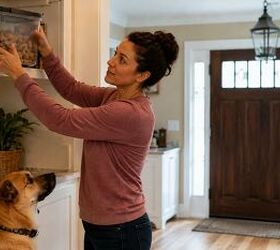 a practical guide to dogs with sensitive stomachs