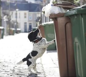 a practical guide to dogs with sensitive stomachs, Image via Business Insider