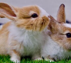 New Bunny? Here’s Everything You Need Before Bringing Them Home
