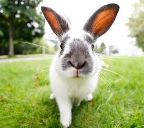 new bunny heres everything you need before bringing them home