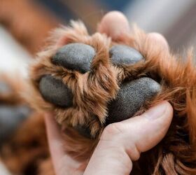 are you accidentally neglecting your pup s paws