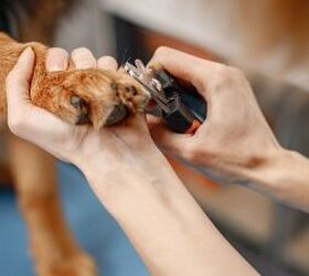 are you accidentally neglecting your pup s paws