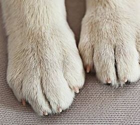 are you accidentally neglecting your pup s paws