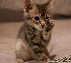 3 Reasons Why Your New Kitten Is Still Nervous (And What to Do)