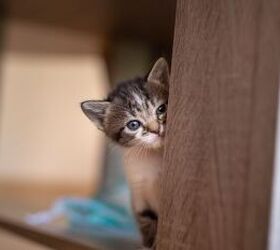 3 reasons why your new kitten is still nervous and what to do