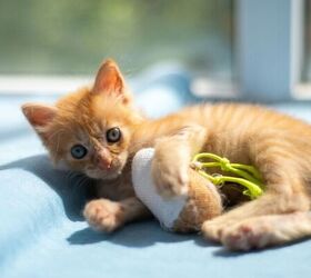 3 reasons why your new kitten is still nervous and what to do