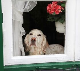 11 Essential Steps to Safely Leave Your Dog Home Alone 