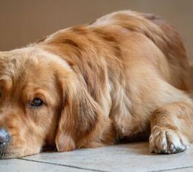 Why Does My Dog Keep Whining? 5 Common Reasons Explained
