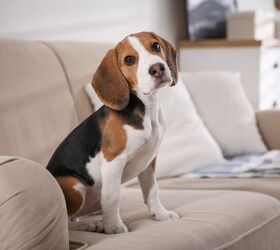 Scientists Edited Beagles’ Genes to Make Them Hypoallergenic