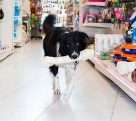 5 Simple Ways Pet Owners Can Cut Costs