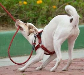 3 Things Dogs Do That Drive Us Slightly Crazy